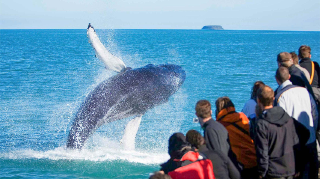 <3天>【边边游 |电影同款 出海观鲸】·新英格兰海岛风情游：《了不起的盖茨比》同款取景地云石别墅+鳕鱼角乘坐观鲸船100%见到鲸鱼+普利茅斯种植园+五月花号博物馆+神秘海港博物馆(2人成行)