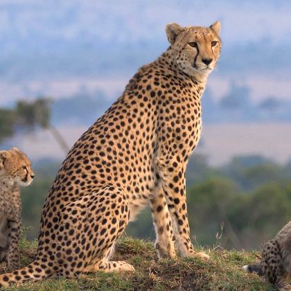 肯尼亚马赛马拉国家保护区+纳库鲁+奈瓦沙湖+安波塞利国家公园7日6晚跟团游
