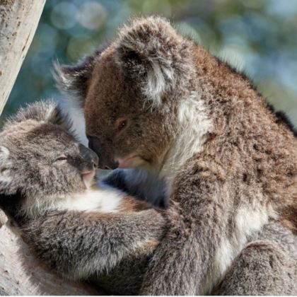 澳大利亚10日6晚跟团游