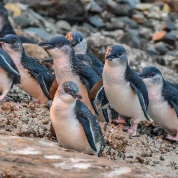 澳大利亚悉尼+墨尔本9日7晚私家团