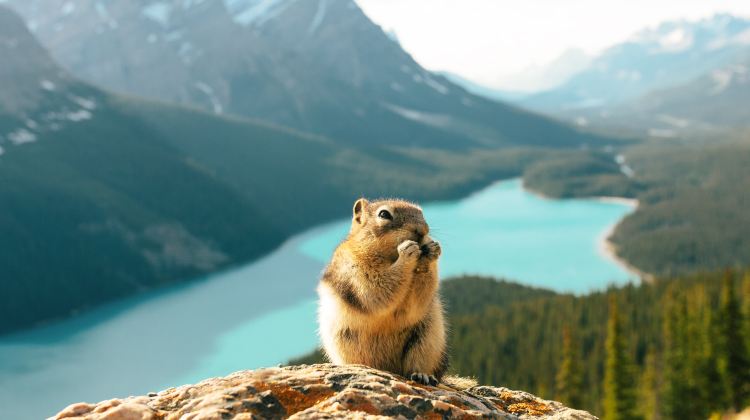 3-Day Canadian Rockies Summer Tour·Banff National Park, Jasper, Columbia Icefield, Banff Gondola & Maligne Lake