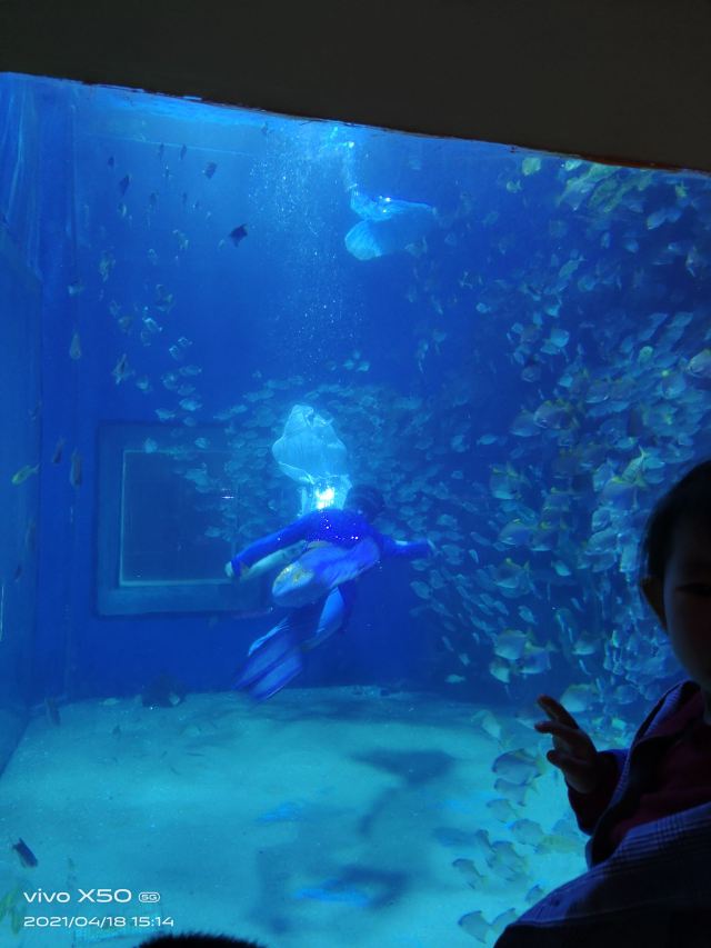 邯郸·海洋世界旅行图片 6