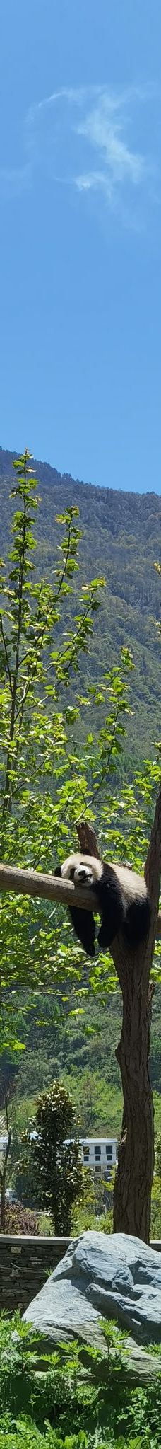 卧龙中华大熊猫苑神树坪基地-汶川