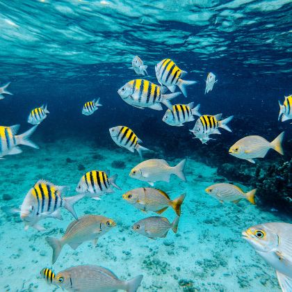 越南胡志明市+美奈+芽庄5日4晚拼小团