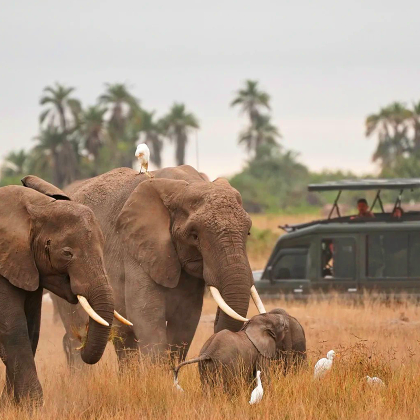 肯尼亚+坦桑尼亚+马赛马拉国家保护区+塞伦盖蒂国家公园9日7晚私家团