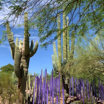 美国11日8晚私家团