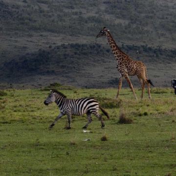 肯尼亚+坦桑尼亚13日跟团游