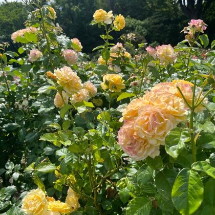 澳大利亚+新西兰11日9晚拼小团