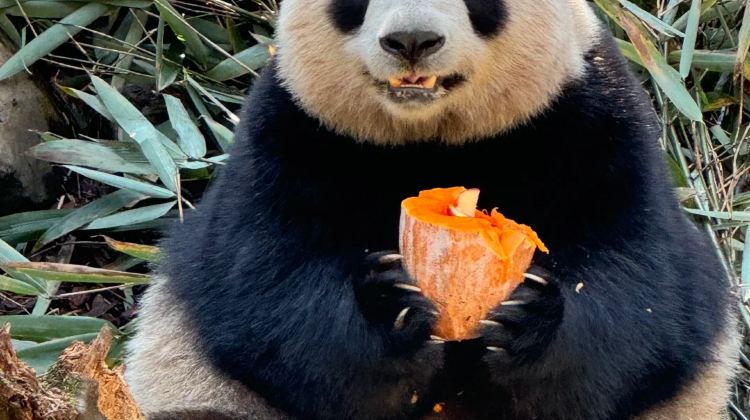 3D2N · Private Tours · Chengdu + Sanxingdui Museum + Chengdu Research Base of Giant Panda Breeding