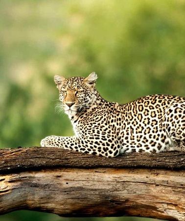 4D3N • 4 Days Experience big five in Tarangire, Serengeti & Ngorongoro Safari