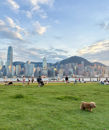 3D2N • Hong Kong ·  Discovery of  Victoria Peak + Repulse Bay + Victoria Harbour ·  Explore a Different Side of the Harbor City