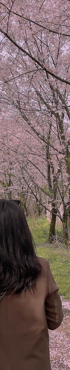 贵安樱花园-安顺