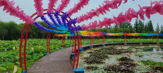 上海崇明荷花博览园旅行图片 4