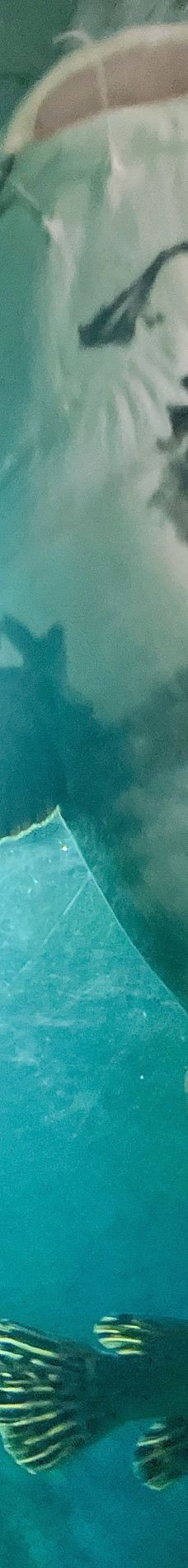 苏州海洋馆-苏州