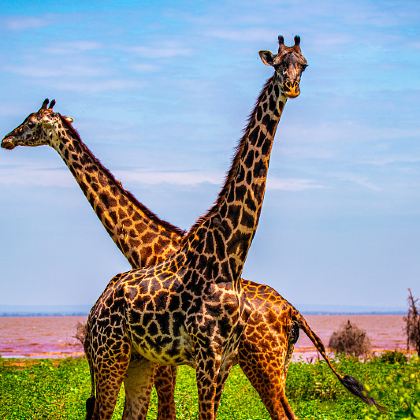 肯尼亚+坦桑尼亚14日13晚跟团游