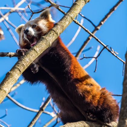 日本北海道4日3晚拼小团