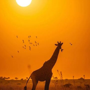 坦桑尼亚10日9晚私家团