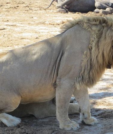 2D1N • Hwange 2 Nights Bush Camping and Safaris