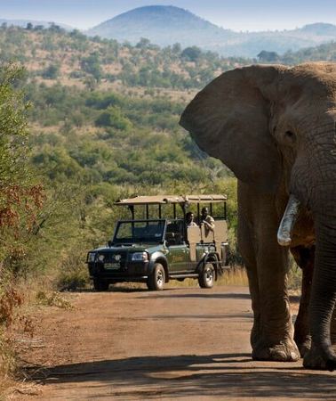 2D1N • 2 Day Tlou Camping Safari In Pilanesberg National Park