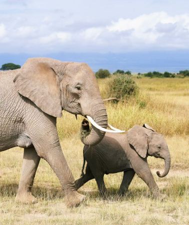 4 дня3 ночи • Maasai Mara National Reserve