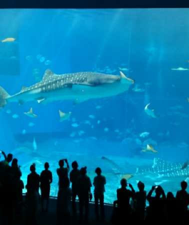 5日4晚 • 沖繩南北部 觀光玩樂5天之旅 「全球最大水族館之一」沖繩美麗海水族館、萬座毛海岸、崖上之神社~波之上神宮、沖繩世界文化王國(玉泉洞、琉球王國城下町、元氣太鼓表演)【全程無須搬酒店，舒適享受】
