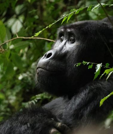 7D6N • From Kigali: 7-Day Rwanda Safari with Gorilla Trekking
