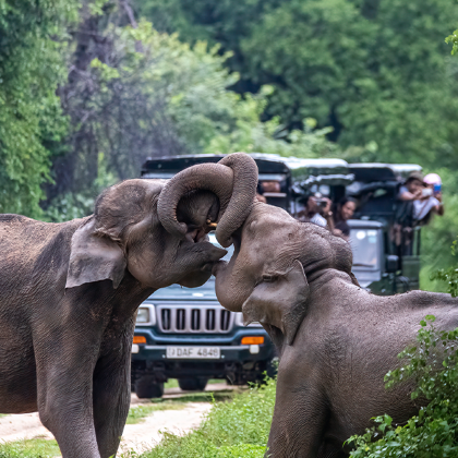 斯里兰卡+马尔代夫9日7晚跟团游