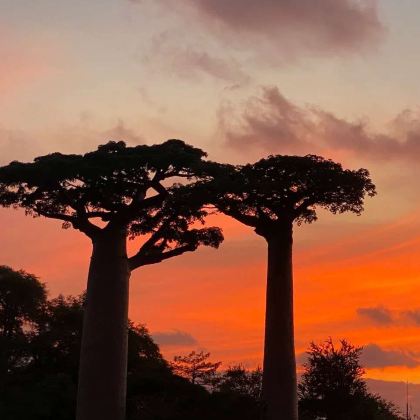 马达加斯加猴面包树大道+塔那那利佛皇家宫殿8日7晚跟团游