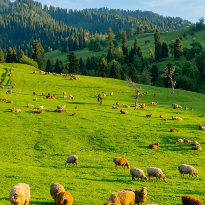 新疆伊犁5日4晚拼小团