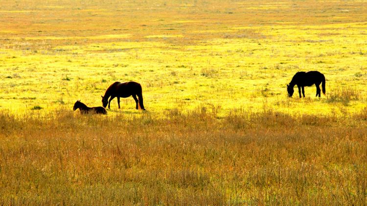 5-day 4-night · Private Tour · Inner MongoliaHohhot + Whistling Dune Bay