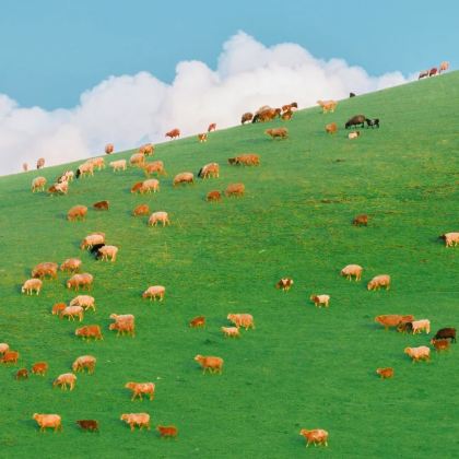 内蒙古呼和浩特+乌兰哈达火山地质公园+辉腾锡勒草原+希拉穆仁草原+响沙湾5日4晚跟团游