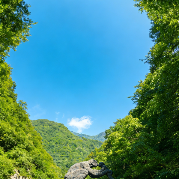 武汉+武当山风景区+神农架+长江三峡+三峡大坝7日6晚跟团游