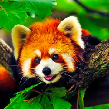 云南昆明+普洱+西双版纳6日5晚跟团游