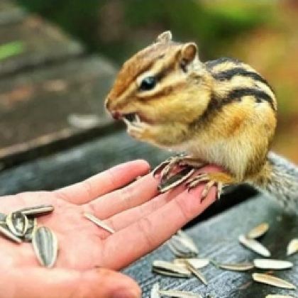 内蒙古呼伦贝尔+满洲里+黑山头镇+额尔古纳湿地+根河+黑龙江哈尔滨+齐齐哈尔+伊春+漠河+北极村11日10晚跟团游