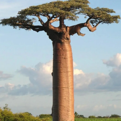 马达加斯加+留尼汪（法属）+毛里求斯+塞舌尔16日14晚私家团