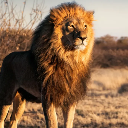 坦桑尼亚+塔兰吉雷国家公园+恩戈罗恩戈罗火山口+塞伦盖蒂国家公园9日8晚拼小团