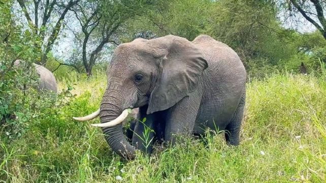 肯尼亞馬賽馬拉國家公園+納庫魯湖國家公園+安博塞利國家公園三大國家公園6日5晚跟團遊·單人可訂 精品小團 越野遊獵車 馬賽馬拉安博塞利  升級豪華舒適酒店 中文在線管家