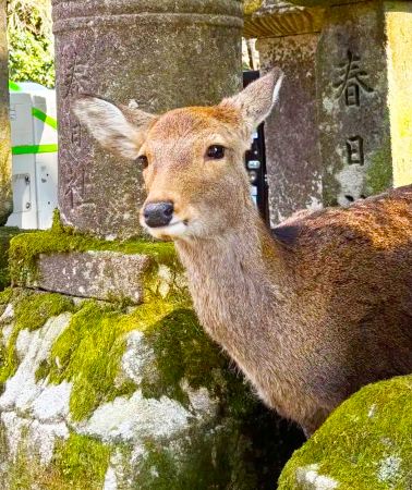 5D4N • Japan Osaka Kyoto Nara City 5-day 4-night small group tour