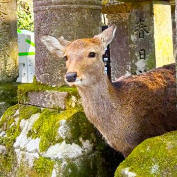 日本东京+富士山+大阪+京都+奈良市8日7晚拼小团