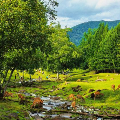 吉林长白山+延吉+哈尔滨7日6晚私家团