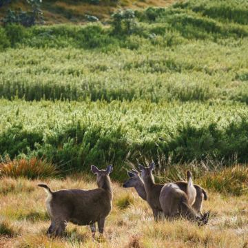 斯里兰卡9日8晚私家团