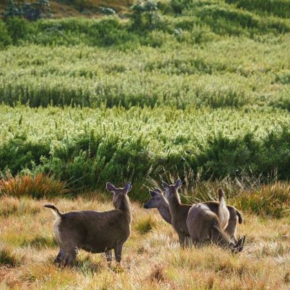 斯里兰卡9日8晚私家团