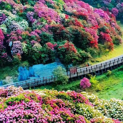 贵阳+百里杜鹃风景区+织金洞+万峰林景区+马岭河峡谷景区5日4晚私家团