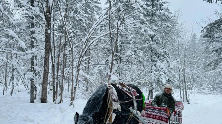5D4N · Group Tours · Heilongjiang + Mohe + Arctic Village + Beihong Village + The First Bay of Longjiang