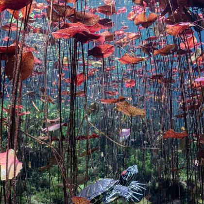 墨西哥8日6晚私家团