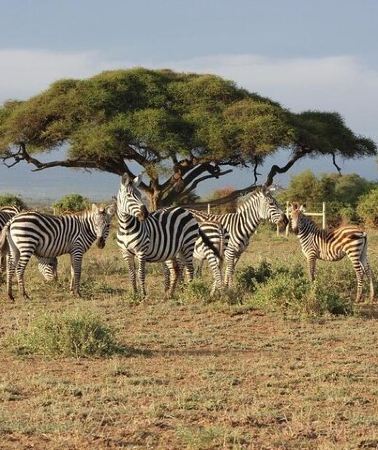 3D2N • 3 Days Masai Mara Group Joining Safari