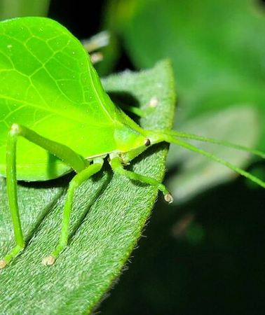 3D2N • 3 Days Amazon Jungle Tour in Manu Peru