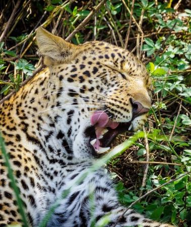 4D3N • 4-Day Masai Mara & Lake Nakuru Safari with Rhino Camp Stay