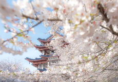 无锡3日2晚跟团游·跟着春晚游无锡·花漾之旅【纯玩团·免费接/送站】『精选5钻酒店*深度畅游*』灵山大佛『吉祥心旅程』&览拈花湾日/夜景&夜赏水幕灯光秀 +“穿越”三国水浒影视城+赏太湖名胜鼋头渚&坐游船赏湖泊风光