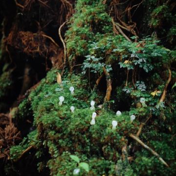 徒步·日本屋久岛町4日3晚自由行